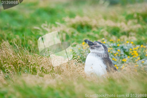 Image of Penguin in high grass on meadow