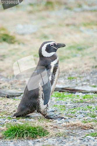 Image of Penguin walking on field
