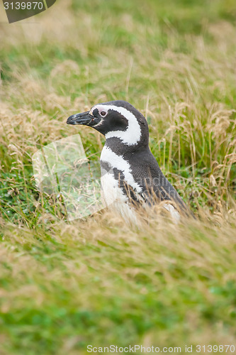 Image of Side view of penguin in grass