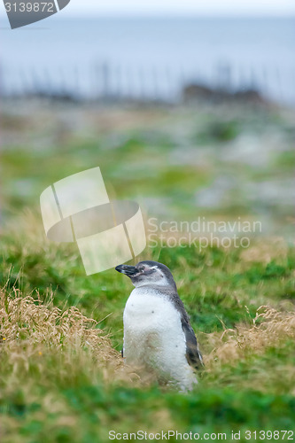Image of Front view of penguin on meadow