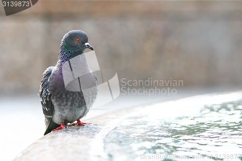 Image of Pigeon on water fountain