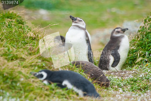 Image of Penguins on meadow in Chile