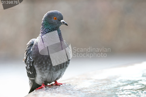 Image of Close up of pigeon standing