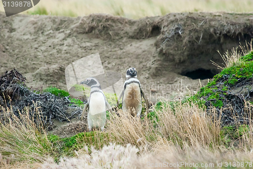 Image of Two penguins standing on hilly field