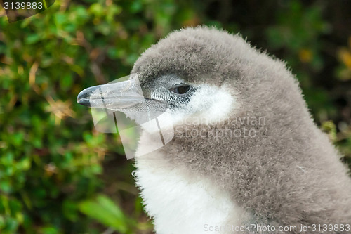 Image of Close up of magellan penguin in Punta Arenas