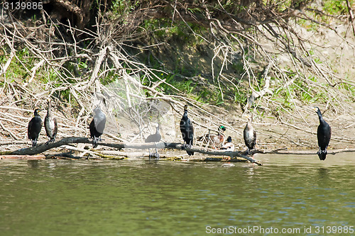 Image of Cormorants on tree branch