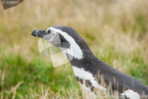 Image of Penguin in grass