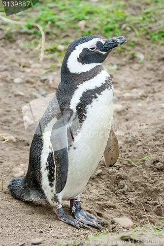 Image of Penguin in South America