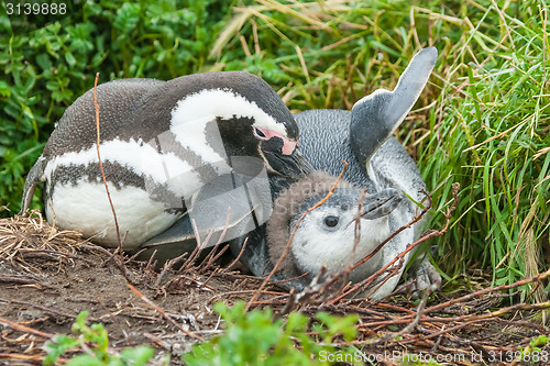 Image of Two penguins on ground in Punta Arenas