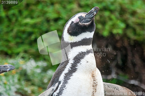 Image of Penguin shaking head