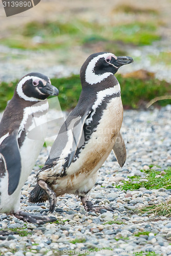 Image of Two penguins in Punta Arenas