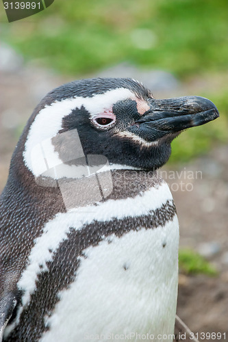 Image of Close up of penguin in Chile