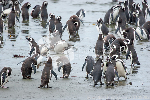 Image of Penguins standing on shore in Chile