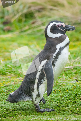 Image of Penguin walking on grass