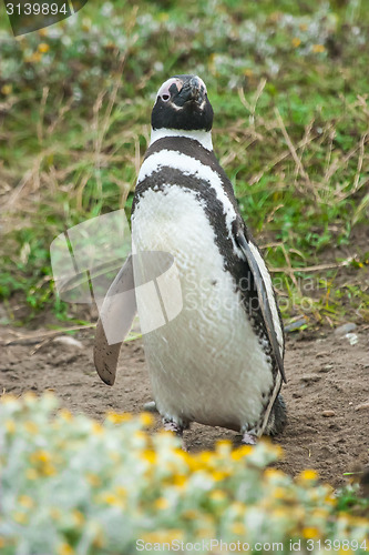 Image of Front view of penguin standing