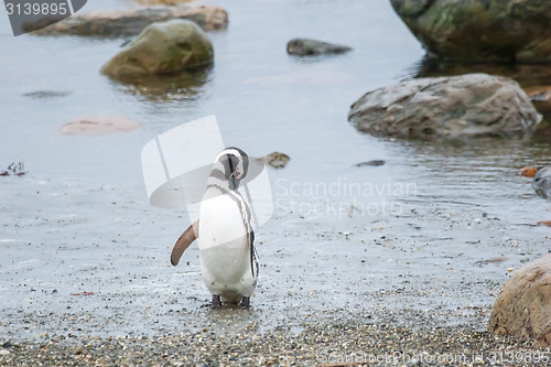 Image of Penguin on shore