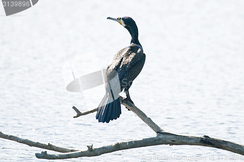 Image of Cormorant on tree branch