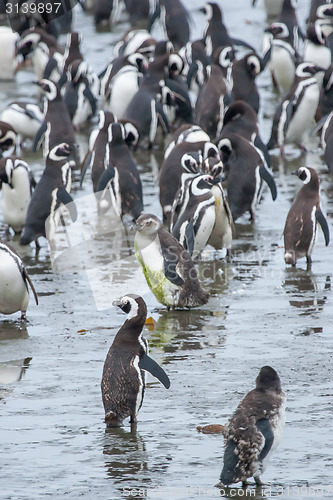 Image of Large group of penguins