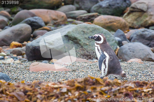 Image of Penguin on rocky shore
