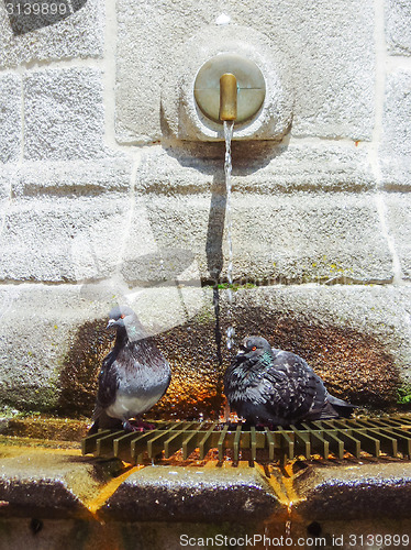 Image of Two pigeons on water fountain
