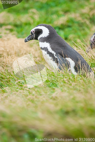 Image of Penguin standing in nature