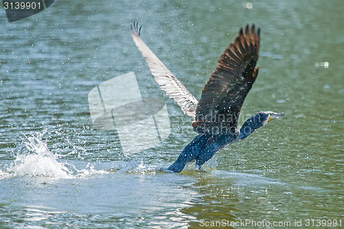 Image of Cormorant taking off