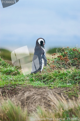 Image of Side view of penguin in nature