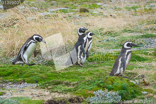 Image of Four penguins on field