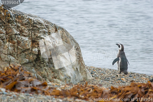 Image of Penguin standing on pebble shore