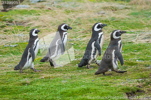 Image of Four penguins walking on field