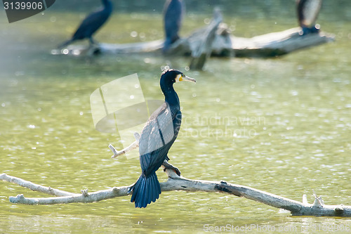 Image of Cormorants in swamp