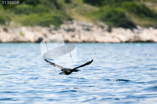 Image of Cormorant flying in nature