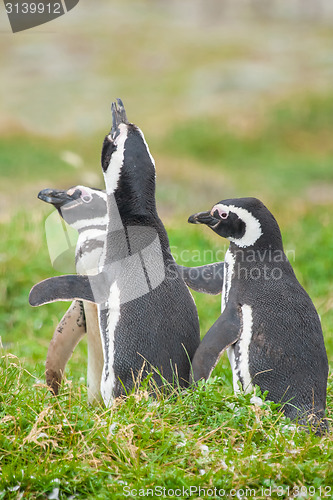 Image of Three penguins