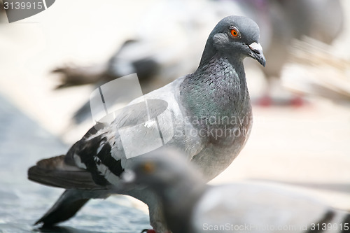 Image of Side view of pigeon