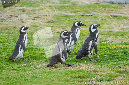 Image of Four penguins walking