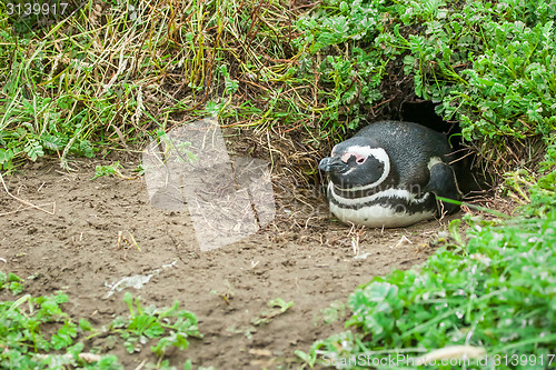 Image of Penguin lying in burrow