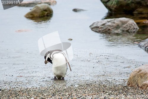Image of Penguin on shore in Punta Arenas