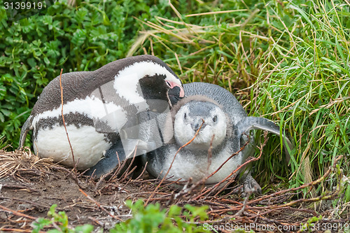 Image of Two penguins lying 