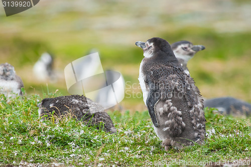 Image of Penguin with shabby plumage 