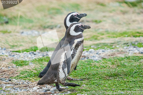 Image of Two penguins in Chile