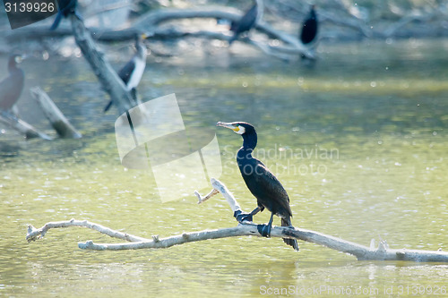 Image of Cormorants