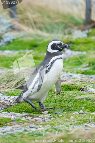 Image of Side view of penguin