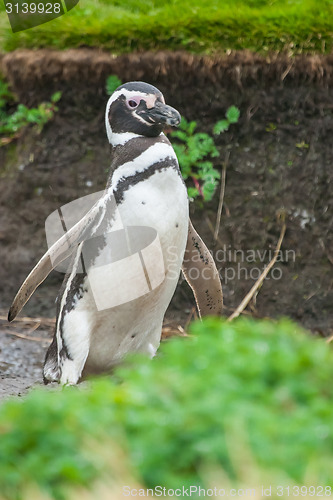 Image of Magellan penguin in Punta Arenas