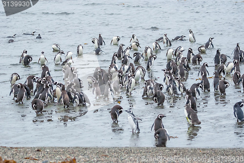 Image of Penguins on shore in Punta Arenas
