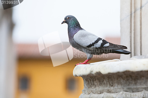 Image of Side view of pigeon on building