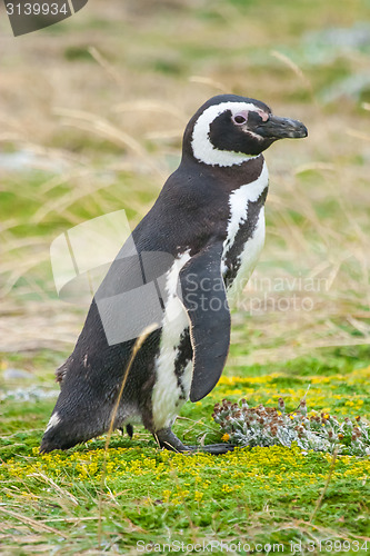 Image of Penguin standing on meadow