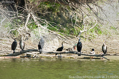 Image of Cormorants on tree branch above water