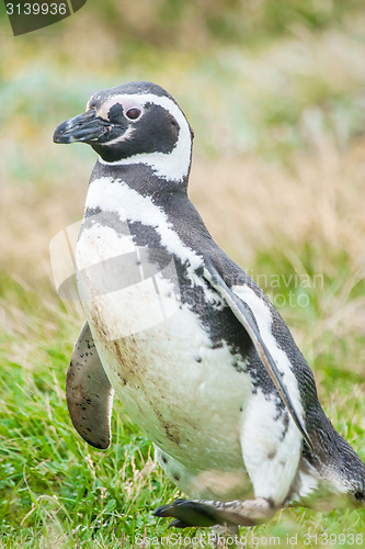 Image of Magellan penguin