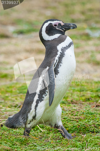 Image of Side view of penguin walking