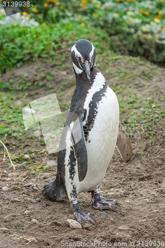 Image of Front view of penguin on field